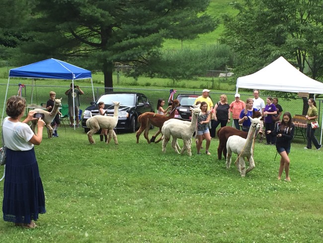 Alpacas at Stone Bridge Farm, Griswold, CT