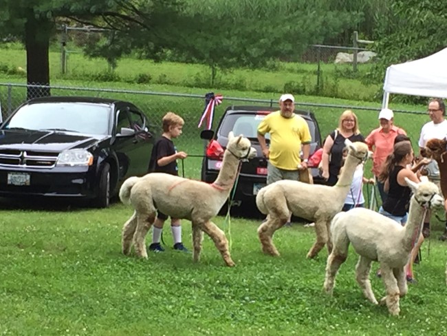 Alpacas at Stone Bridge Farm, Griswold, CT