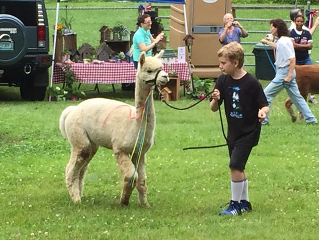 Alpacas at Stone Bridge Farm, Griswold, CT