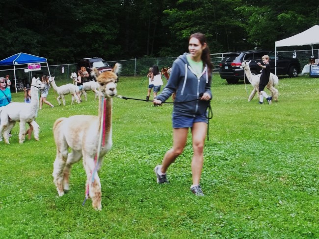 Alpacas at Stone Bridge Farm, Griswold, CT