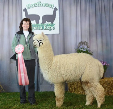 male alpaca for sale by Stone Bridge Farm, Griswold, CT