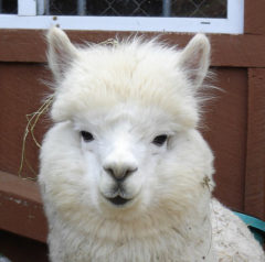 male alpaca for sale by Stone Bridge Farm, Griswold, CT