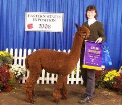 Alpaca herdsire from Stone Bridge Farm, Griswold, CT