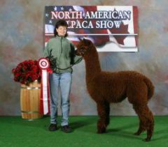 Alpaca herdsire from Stone Bridge Farm, Griswold, CT