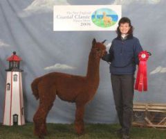 Alpaca herdsire from Stone Bridge Farm, Griswold, CT