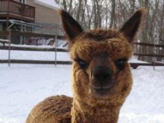 Alpaca herdsire from Stone Bridge Farm, Griswold, CT