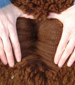 Alpaca herdsire from Stone Bridge Farm, Griswold, CT