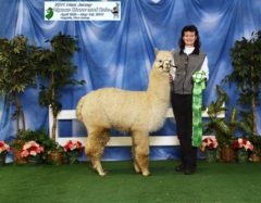 male alpaca for sale by Stone Bridge Farm, Griswold, C