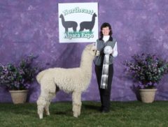 male alpaca for sale by Stone Bridge Farm, Griswold, C