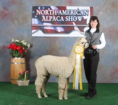 male alpaca for sale by Stone Bridge Farm, Griswold, C