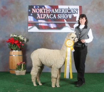male alpaca for sale by Stone Bridge Farm, Griswold, C