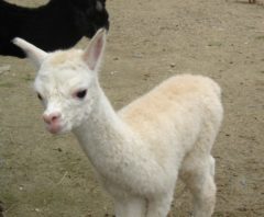male alpaca for sale by Stone Bridge Farm, Griswold, C