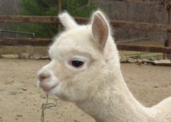 male alpaca for sale by Stone Bridge Farm, Griswold, C