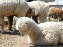 Female alpaca for sale by Stone Bridge Farm, Griswold, CT