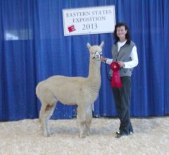 Female alpaca for sale by Stone Bridge Farm, Griswold, CT