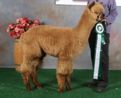 Female alpaca for sale by Stone Bridge Farm, Griswold, CT