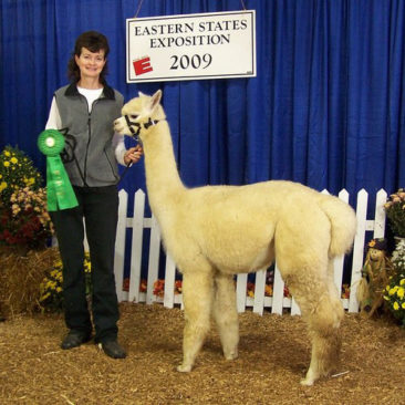 Female alpaca for sale by Stone Bridge Farm, Griswold, CT