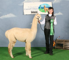 Female alpaca for sale by Stone Bridge Farm, Griswold, C