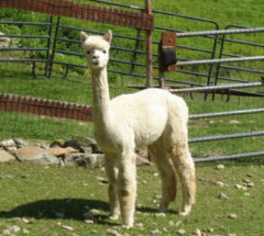 Female alpaca for sale by Stone Bridge Farm, Griswold, C