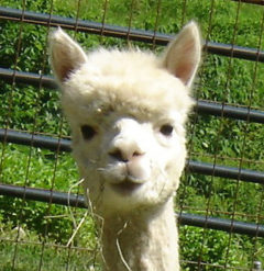 Female alpaca for sale by Stone Bridge Farm, Griswold, C