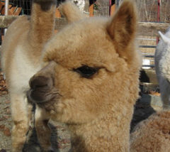 Female alpaca for sale by Stone bridge Farm, Griswold, CT