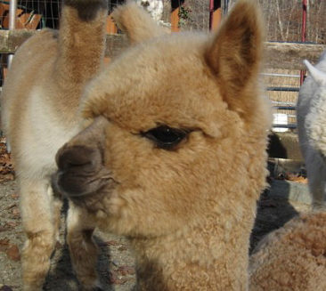 Female alpaca for sale by Stone bridge Farm, Griswold, CT