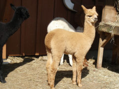 Female alpaca for sale by Stone Bridge Farm, Griswold, CT