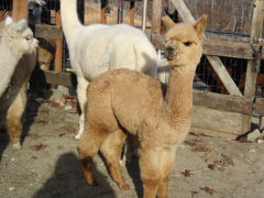 Female alpaca for sale by Stone Bridge Farm, Griswold, CT
