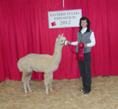 male alpaca for sale by Stone Bridge Alpacas, Griswold, CT