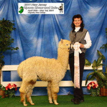 male alpaca for sale by Stone Bridge Alpacas, Griswold, CT
