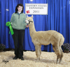 male alpaca for sale by Stone Bridge Alpacas, Griswold, CT