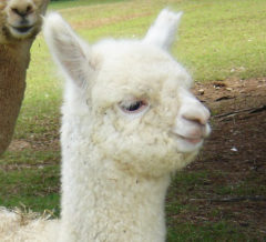 male alpaca for sale by Stone Bridge Alpacas, Griswold, CT