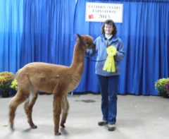 Male alpaca for sale by Stone Bridge Farm, Griswold, CT
