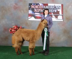 Male alpaca for sale by Stone Bridge Farm, Griswold, CT