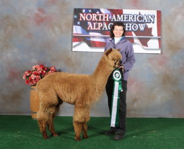 Male alpaca for sale by Stone Bridge Farm, Griswold, CT