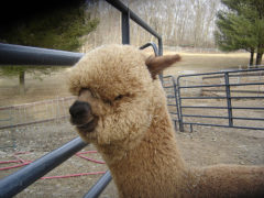 Male alpaca for sale by Stone Bridge Farm, Griswold, CT