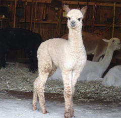Male alpaca for sale by Stone Bridge Farm, Griswold, CT