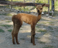 Male alpaca for sale by Stone Bridge Farm, Griswold, CT