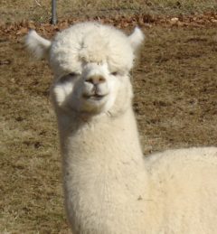 male alpaca for sale by Stone Bridge Alpacas, Griswold, CT