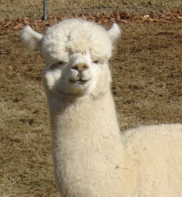 male alpaca for sale by Stone Bridge Alpacas, Griswold, CT