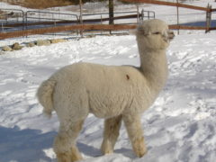 male alpaca for sale by Stone Bridge Alpacas, Griswold, CT
