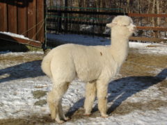 male alpaca for sale by Stone Bridge Alpacas, Griswold, CT