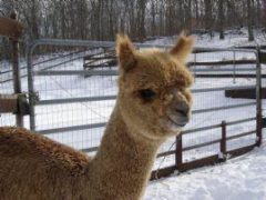 male alpaca for sale by Stone Bridge Farm, Griswold, CT
