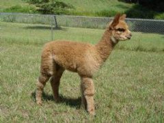male alpaca for sale by Stone Bridge Farm, Griswold, CT
