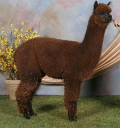 female alpaca from Stone Bridge Farm, Griswold, CT