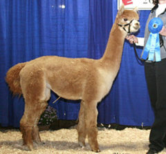 Female alpacas for sale by Stone Bridge Farm, Griswold, CT