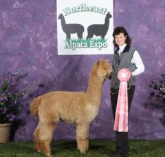 Alpacas at Stone Bridge Farm, Griswold, CT