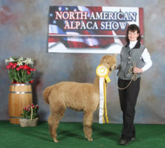 Alpacas at Stone Bridge Farm, Griswold, CT