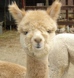Alpacas at Stone Bridge Farm, Griswold, CT