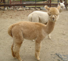 Alpacas at Stone Bridge Farm, Griswold, CT